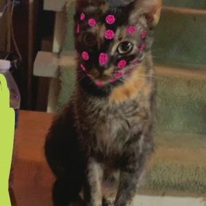 Meet your Posher, Marekia